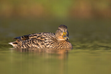 mallard duck in a pond in the morning light
