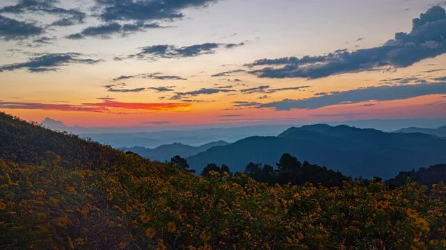 The golden sunflowers bloom in November of every year. The golden sunflower fields of Doi Mae U-kho are located in Mae U-kho Subdistrict, Khun Yuam District, Mae Hong Son Province.