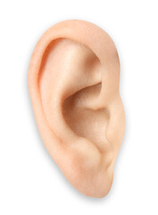 Human ear isolated on white, closeup view
