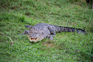 Crocodylus porosus.The crocodile, a master of its environment, rests amidst the on grass.
