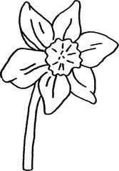 Naklejka premium Soft White Daffodil Illustration Clipart