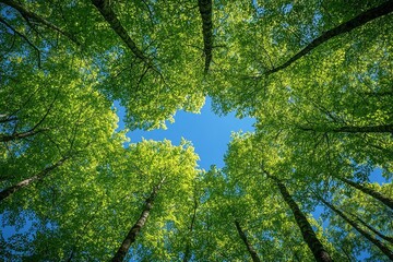 Fototapeta premium A view from below, looking up at the green treetops in a forest, with a backdrop of clear blue sky.