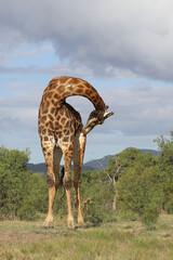 Giraffe / Giraffe / Giraffa camelopardalis