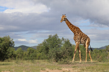 Obraz premium Giraffe / Giraffe / Giraffa camelopardalis