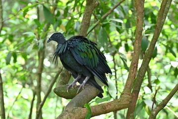 Nicobar Pigeon Resting on a Tree Branch in a Green Forest