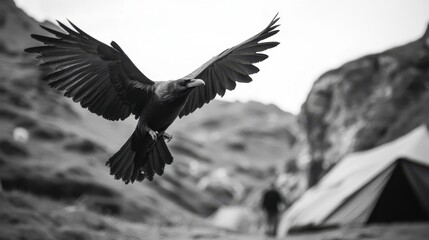 Obraz premium Monochrome raven in flight