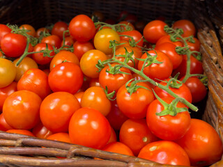Harvested tomatoes showcase vibrant colors at local farmers market