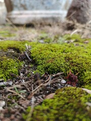 moss ecosystem