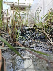 photo of leaves in a puddle