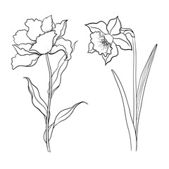 Monochrome Illustration With Line Art Flowers Tulip And Narcissus