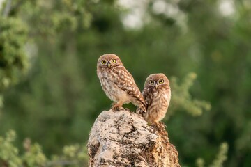 A little owl bird on a rock, 2 little owl.