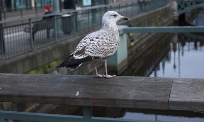 seagull on a fence