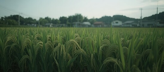 Rice paddy field, rural village background, Asian countryside, agricultural scene