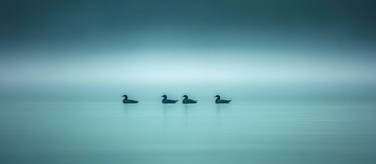 Fototapeta premium Four birds swim in calm foggy lake. Peaceful nature scene