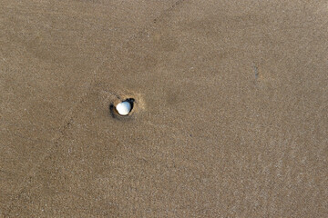 Single seashell on undisturbed sand at beach