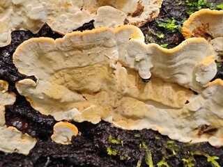 Bracket Fungus Growing on Tree Bark