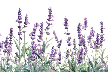 Naklejka premium Serene Lavender Bloom A Photorealistic Botanical Study