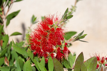 Callistemon speciosus - red flower in bloom