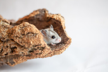 The Chinese striped hamster (Cricetulus barabensis) - dwarf hamster