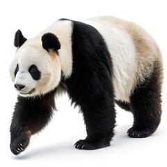 Obraz premium panda standing isolated on white background