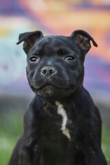 Fototapeta premium Staffordshire Bull Terrier black puppy close up portrait