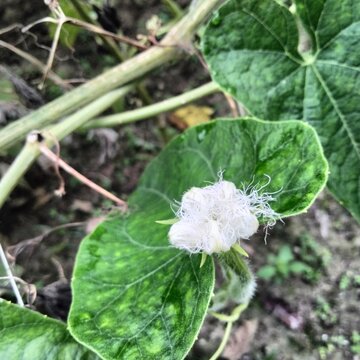 Pointed gourd flower 