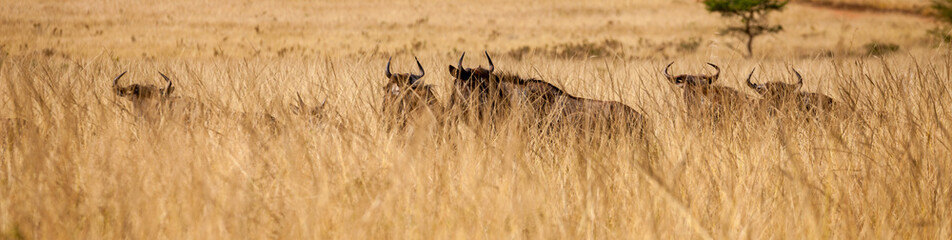 eSwatini, Swaziland, Mlilwane Wildlife Sanctuary, Blue Wildebeest (Connochaetes taurinus)