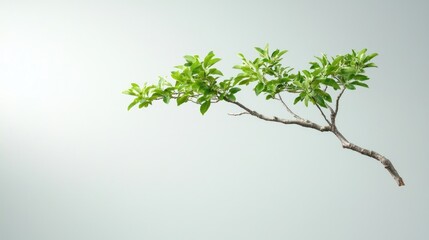 Obraz premium Green branch, leaves, nature, growth, studio shot, calm background, eco-friendly concept