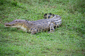 Crocodylus porosus.The crocodile, a master of its environment, rests amidst the on grass.
