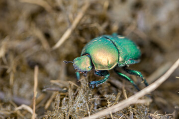eSwatini, Swaziland, Hlane Royal National Park, Green Dung Beetle (Garreta nitens)