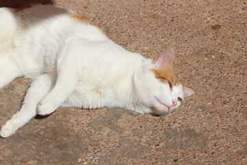 White cat lying on ground