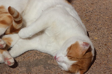 White cat lying on ground