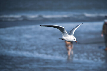 seagull in the sea