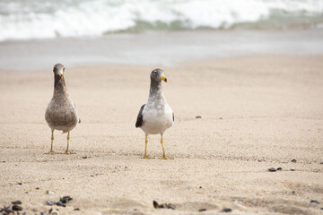 Obraz premium Two seagulls are fighting for food on the beach.