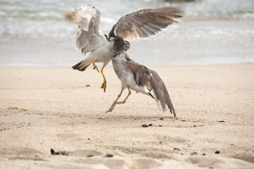 Two seagulls are fighting for food on the beach.