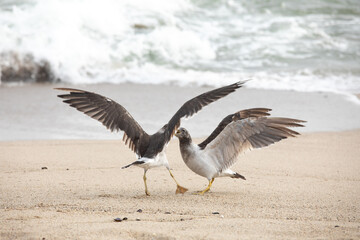 Two seagulls are fighting for food on the beach.