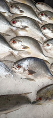 Fresh fish on ice in a restaurant ready to cook