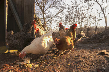 free range chickens on farm
