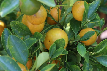 Oranges on the tree in the garden