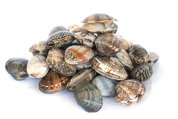 Clams on white background. Seafood.