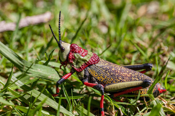eSwatini, Swaziland, Hlane Royal National Park, Common Milkweed Locust (Phymateus Morbilosus)