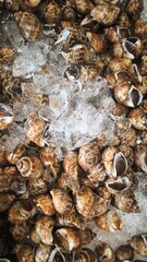 fresh spotted babylon on ice in market