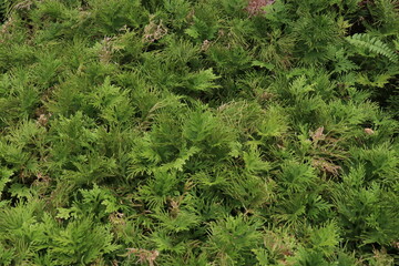 Green leaves for background