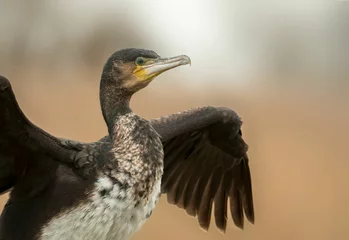 Fototapete Great Cormorant © FMC group BV