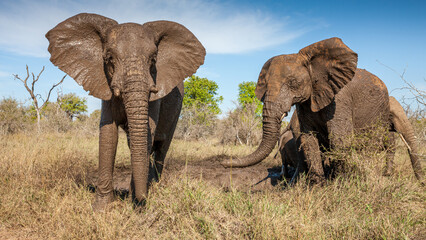 eSwatini, Swaziland, Hlane Royal National Park, African Elephant (Loxodonta africana)