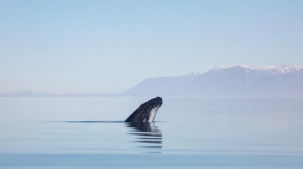 Fototapeta premium Whale breaching in calm ocean with mountain backdrop