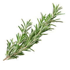 Fototapeta premium Sprig of fresh rosemary isolated on transparent background