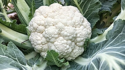 cauliflower growing in the field  © Sundar graphic 