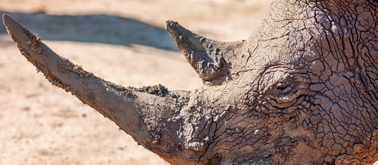eSwatini, Swaziland, Hlane Royal National Park, White Rhinoceros 