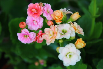 Kalanchoe blossfeldiana is a commonly cultivated evergreen house plant of the genus Kalanchoe native to Madagascar.